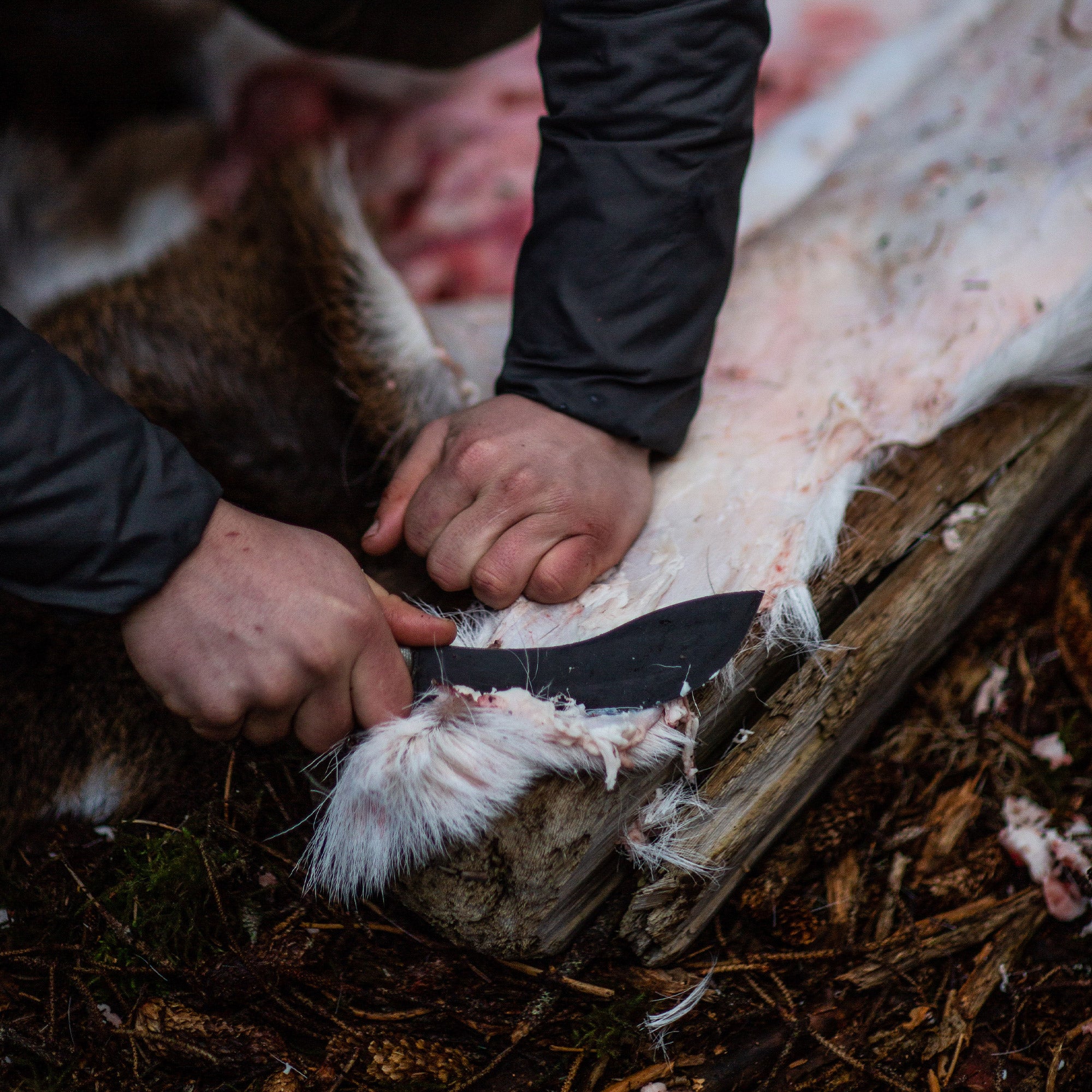 Close-up of a person using the Beartooth Pro Skinning Blade with an olive handle to skin an animal on a wooden surface outdoors.