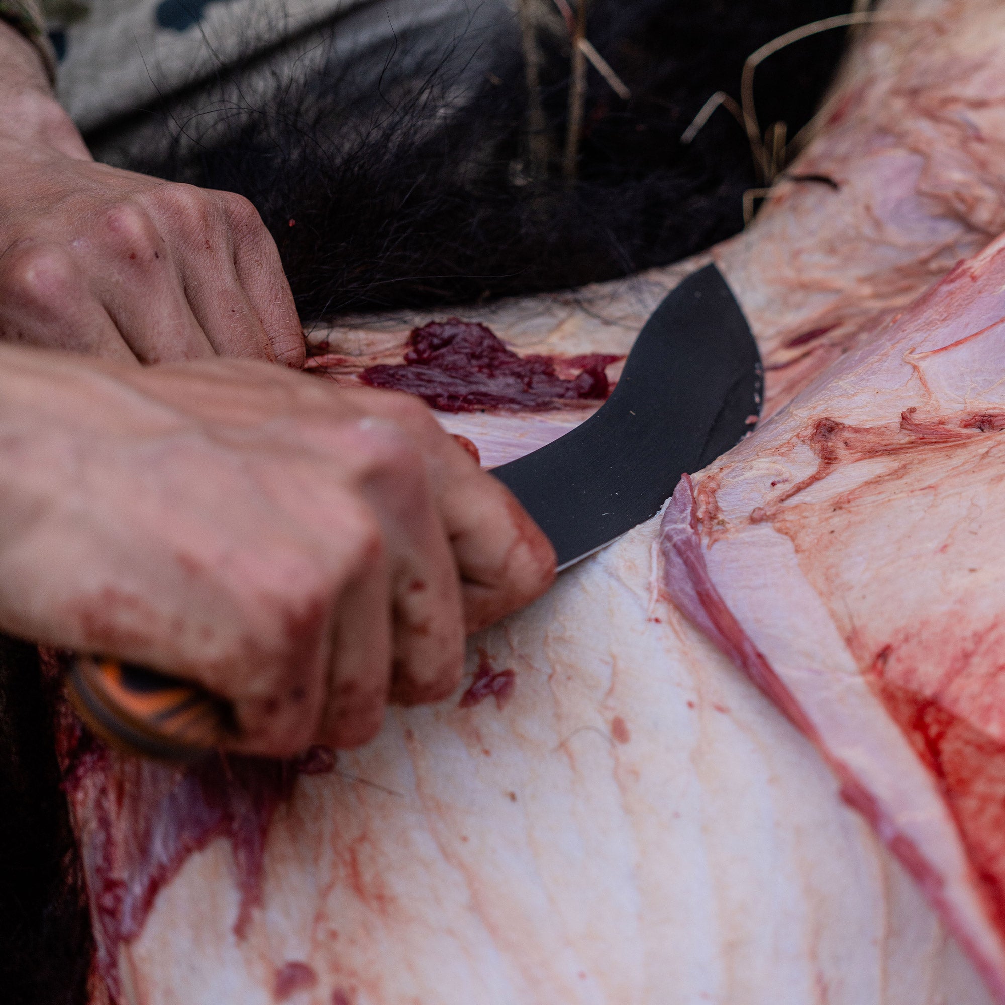 Alt text: "Close-up of a hand using the Beartooth Pro Skinning Blade with orange and black handle to skillfully skin an animal. The blade is shown in action, demonstrating its use on animal hide, emphasizing precision and efficiency."