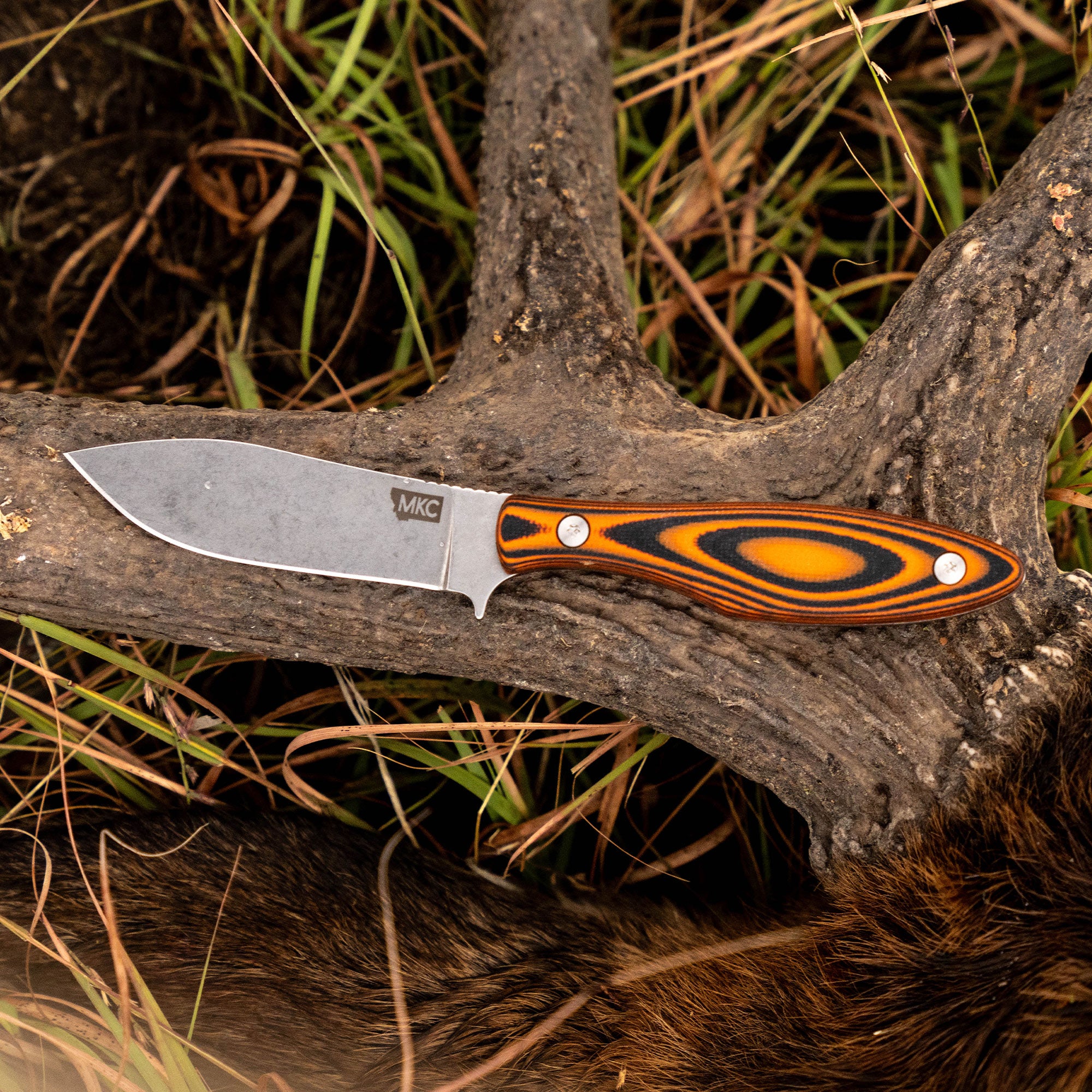 JACKSTONE - ORANGE AND BLACK