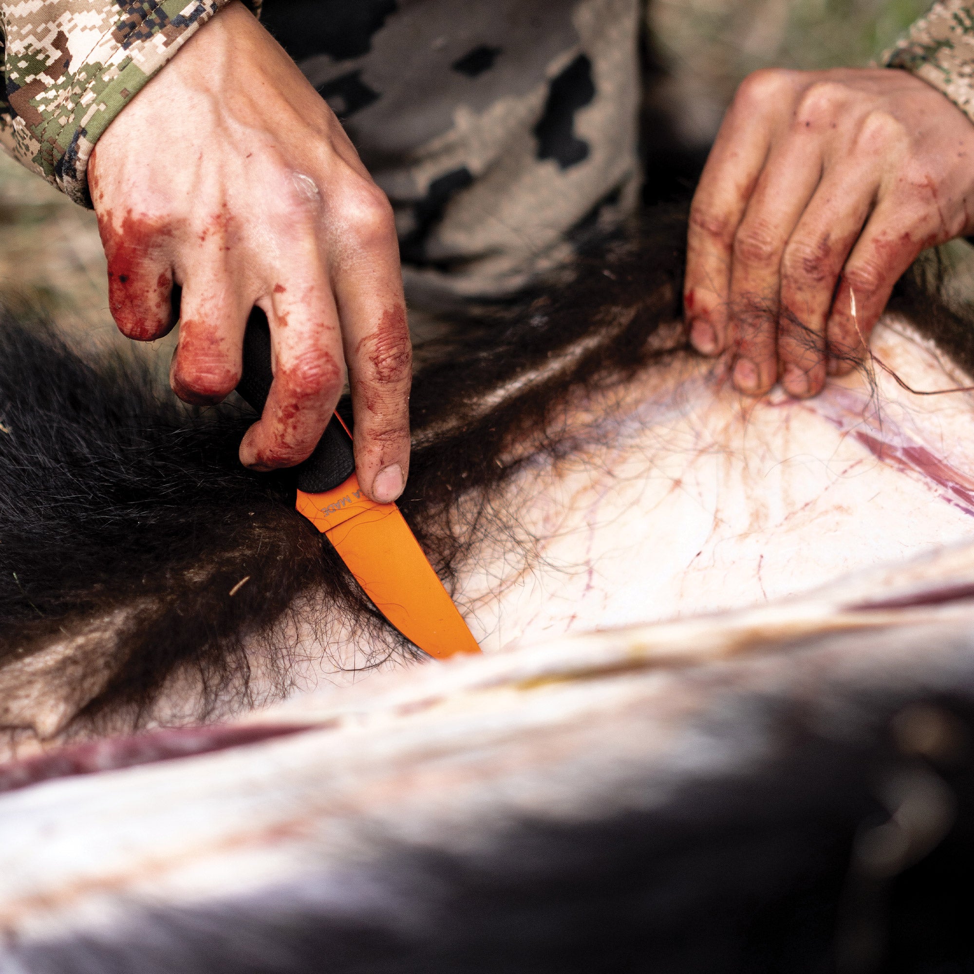 Alt text: Close-up of a hunter's hands covered in blood while using the BLACKFOOT 2.0 knife with a blaze orange Cerakote™ blade on an animal during field dressing.