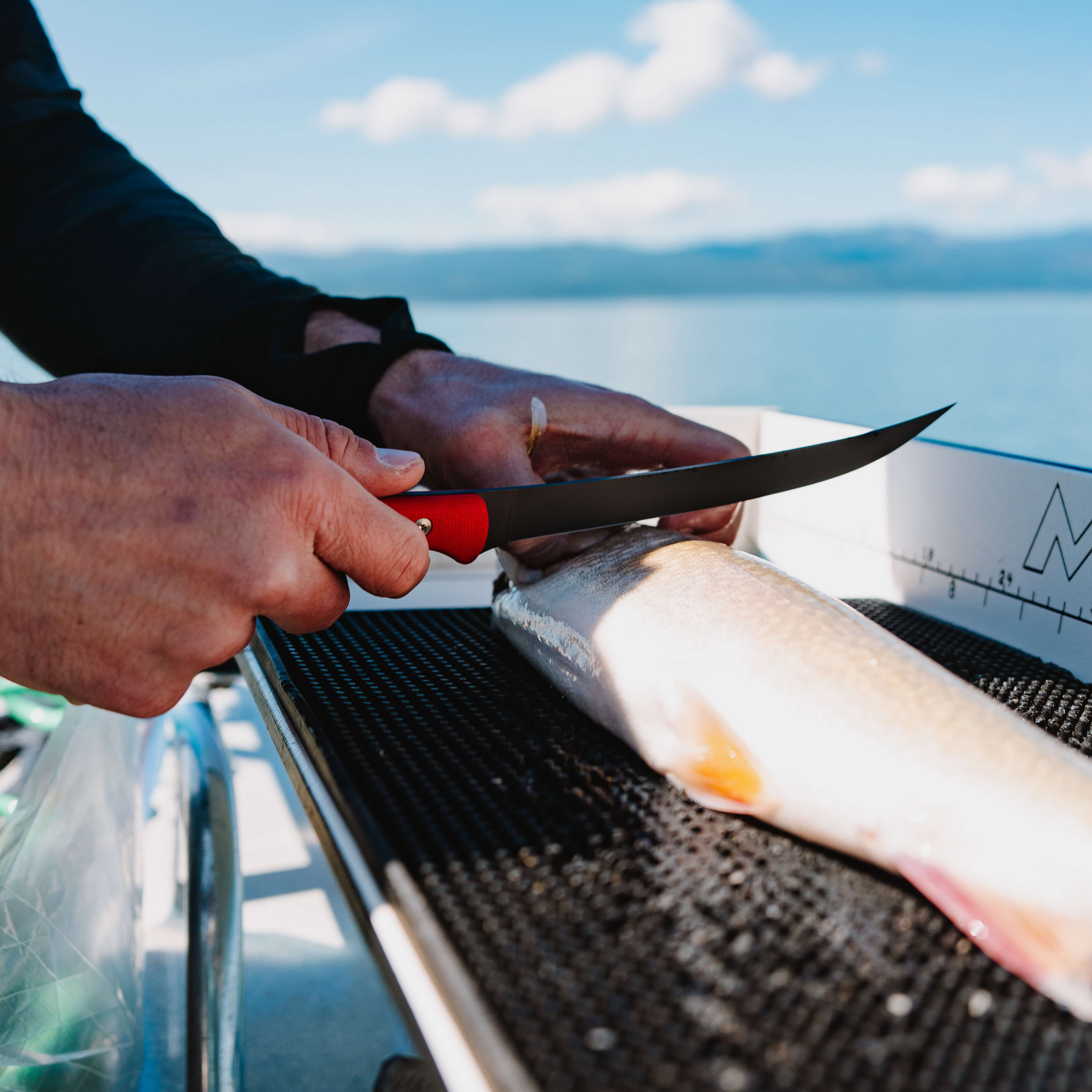 FLATHEAD FILLET - RED