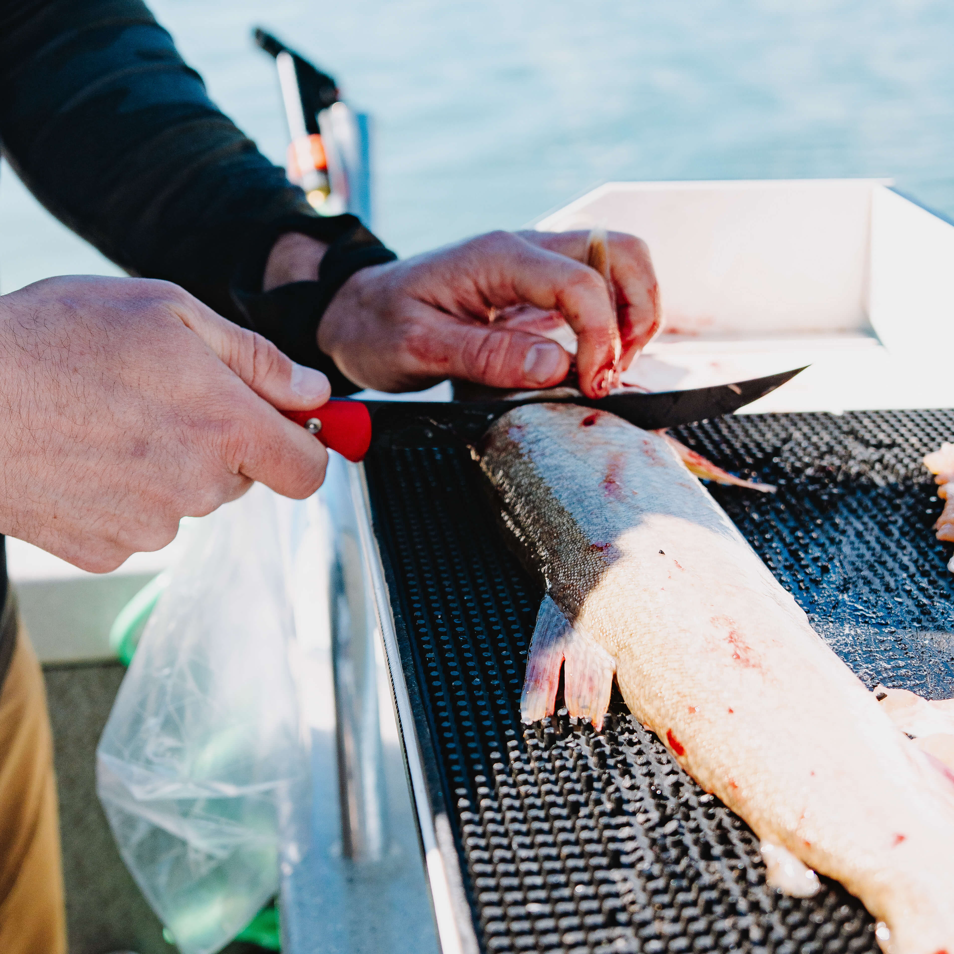 FLATHEAD FILLET - RED