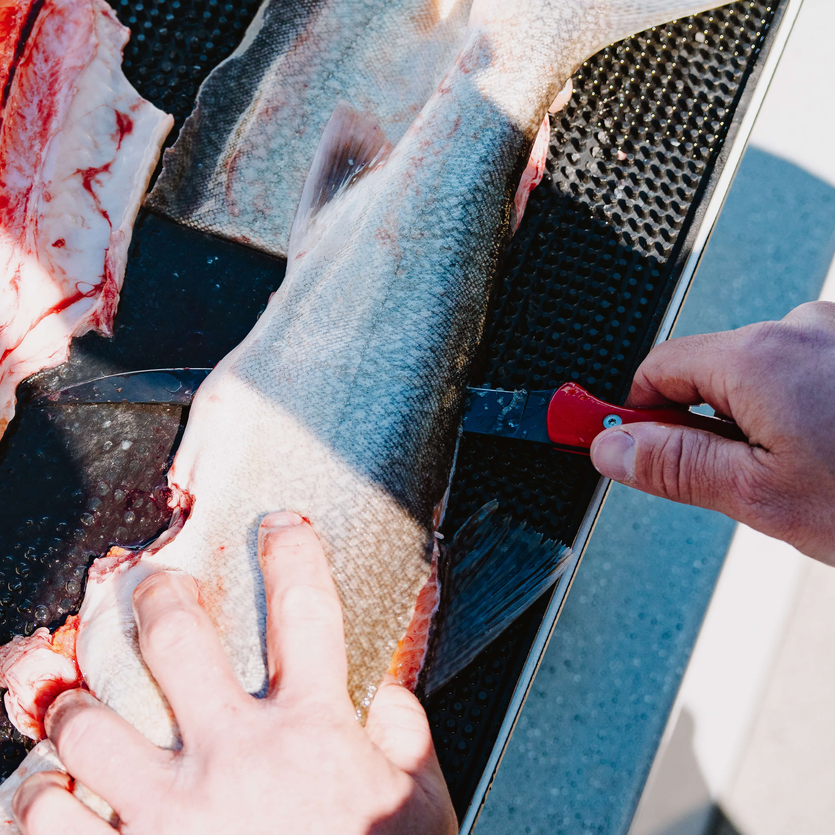 FLATHEAD FILLET - RED