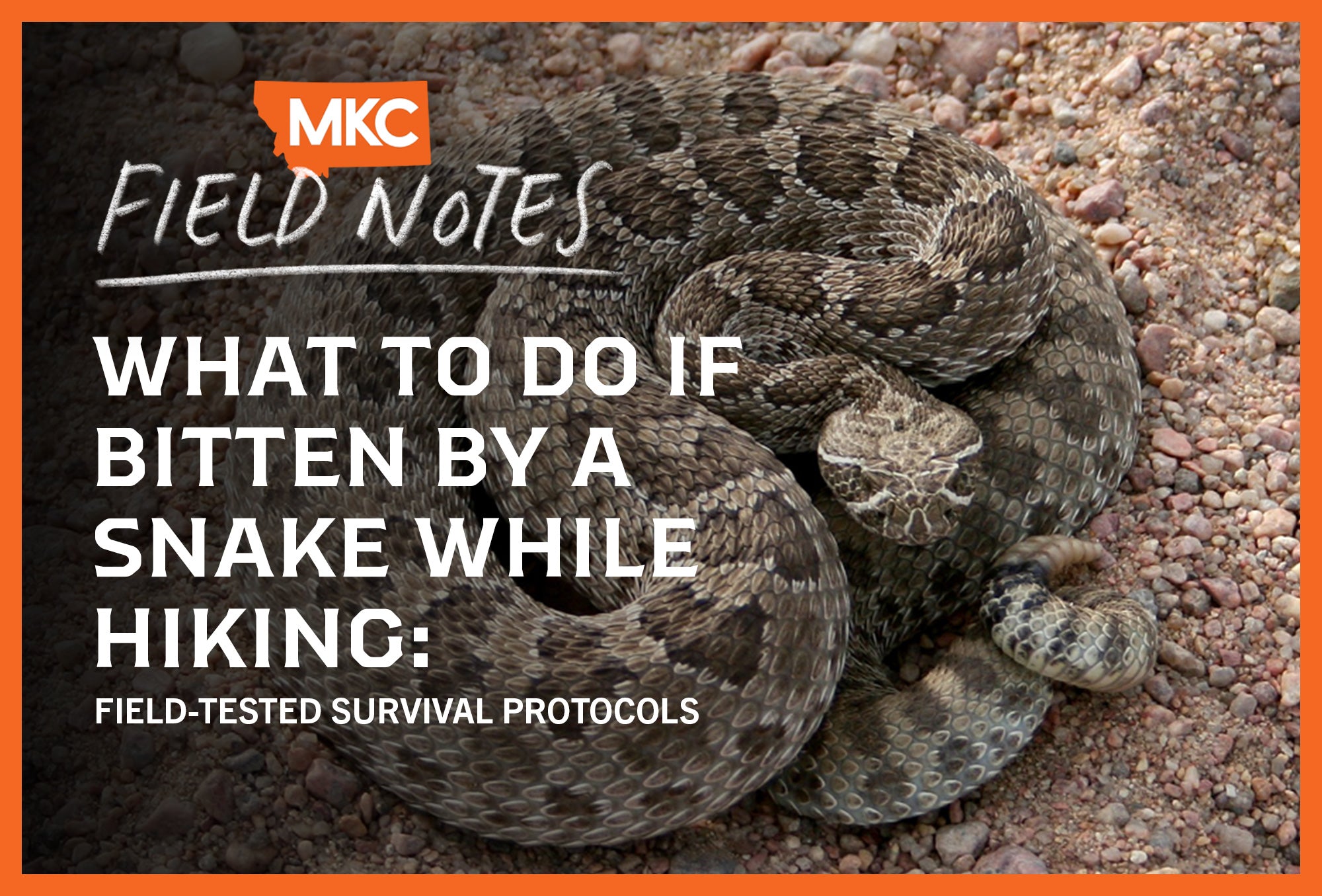 Coiled rattlesnake on rocky ground.