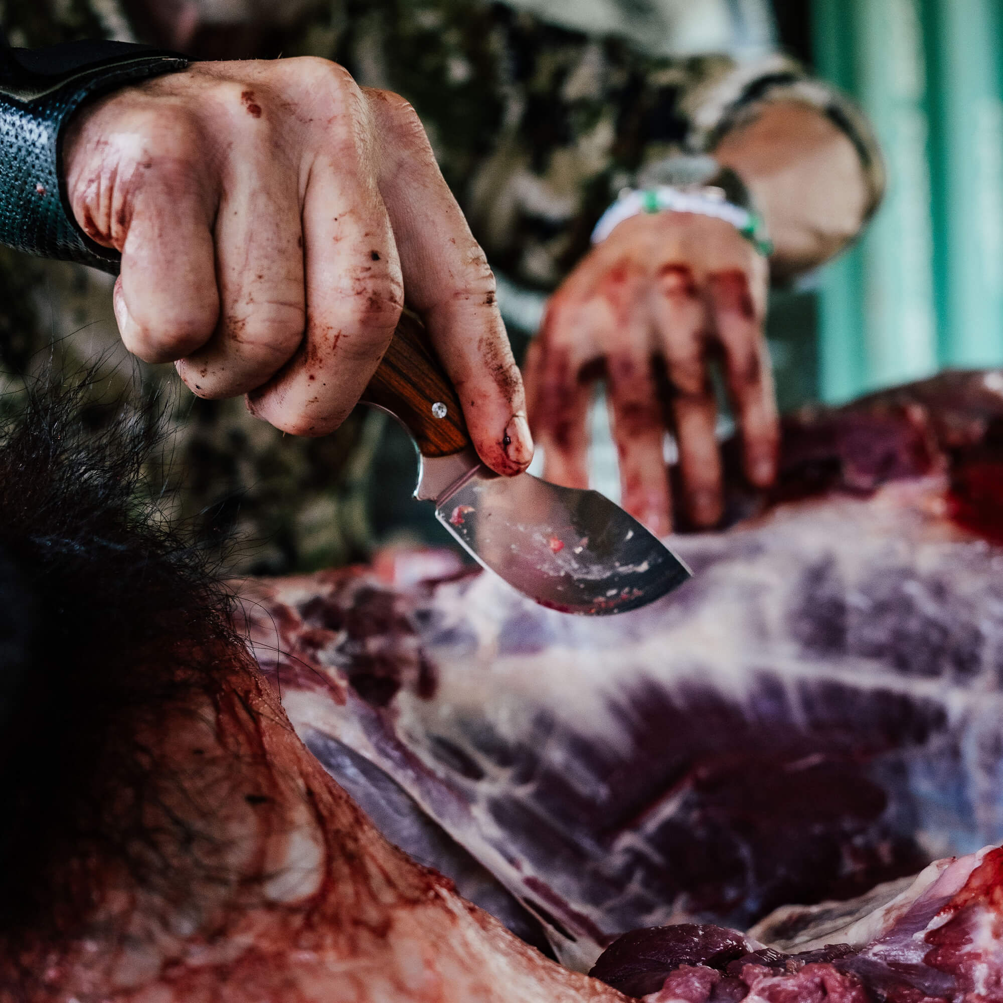 A close-up of a bloodied hand using the Keep Hammering Traditions Packout Skinner knife on a large piece of meat, showcasing its sharp blade and ergonomic handle.